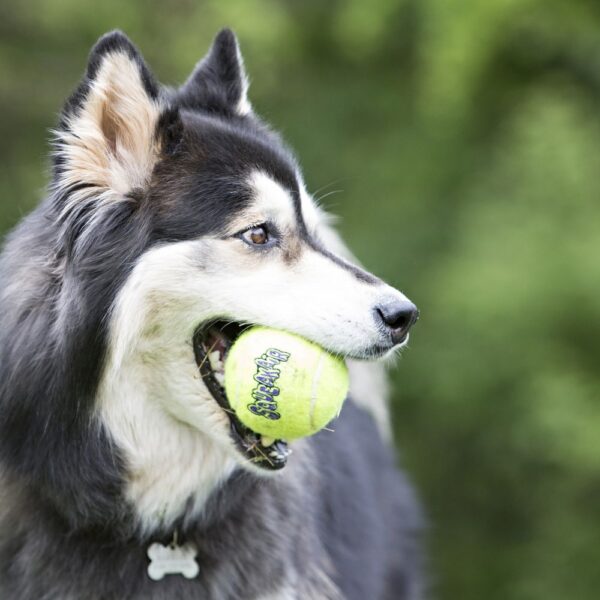 dog with kong ball