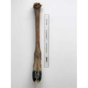 giant deer leg size