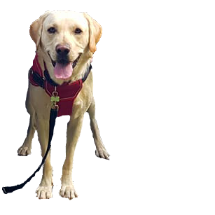other-services-2 K9Petshop - Other Services